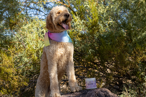 Seasonal Allergies or Food Allergies? How to Tell What’s Affecting Your Dog