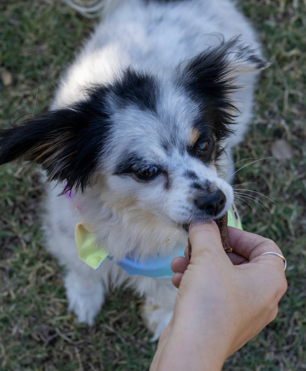 A Gut-Friendly Treat Recipe for Your Dog: Nourish Their Health with Every Bite