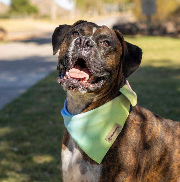 The Importance of Gut Health for Your Dog: A Path to a Happier, Healthier Life