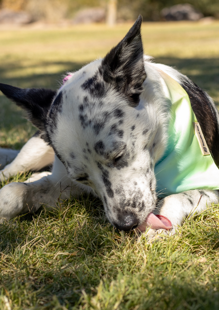 The Hidden Truth About Chicken & Beef Allergies in Dogs: What Every Pet Parent Should Know