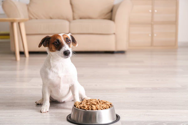 The Comeback of Dry Kibble
