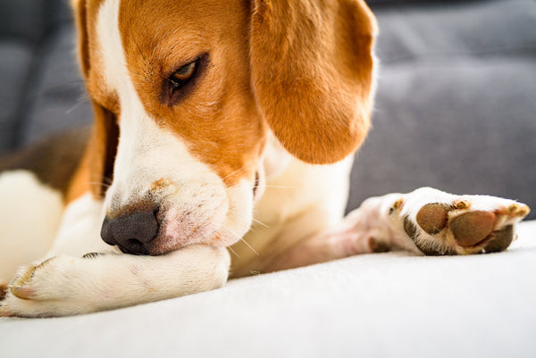 5 Signs Your Dog May Have a Gut Health Problem