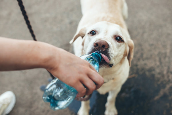Is Your Dog Actually Drinking Enough Water This Summer? Why Your Dog May Need More Than You Think.