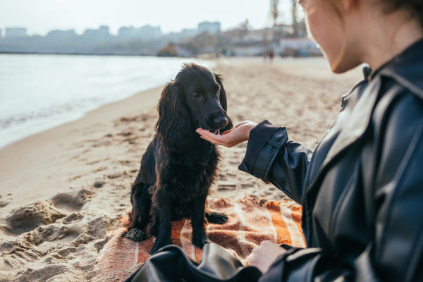 Superfood Jerky Bars vs. Traditional Treats: What's Actually in That Bag?