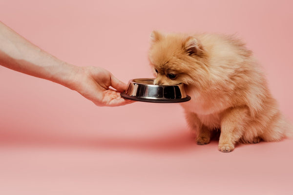 Common Dog Food Allergies Explained: Why Single Protein Recipes Matter