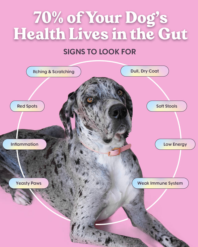 Brave | Lamb Recipe Allergy-Friendly Dog Food with Probiotics